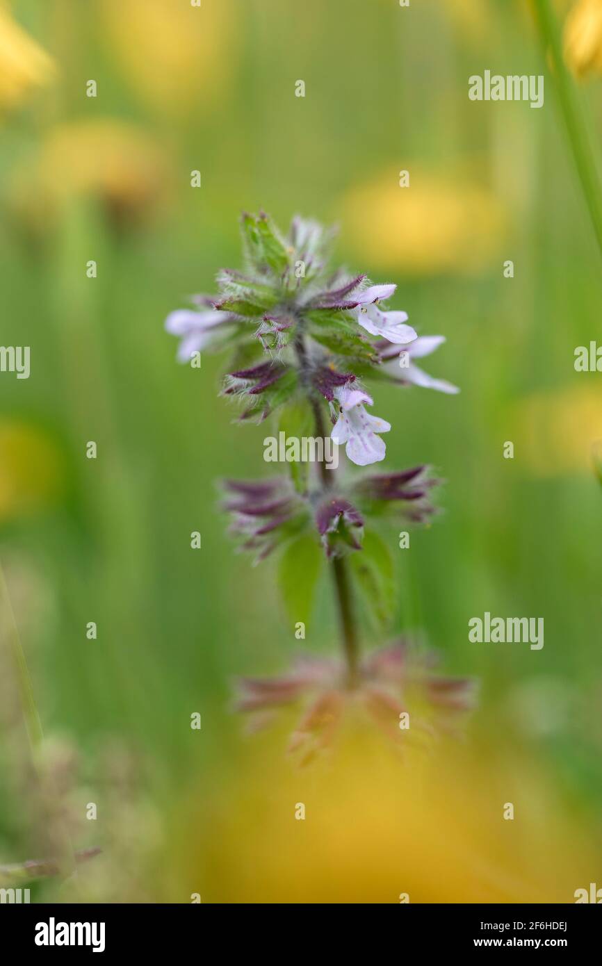 Common Calamint; Clinopodium menthifolium; Flower; UK Stock Photo