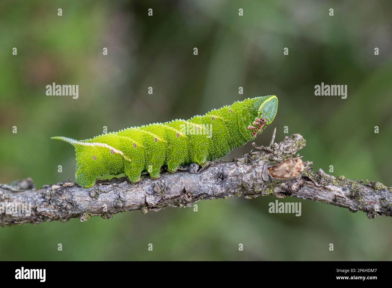 Eyed Hawk Moth Larva; Smerinthus ocellatus; UK Stock Photo