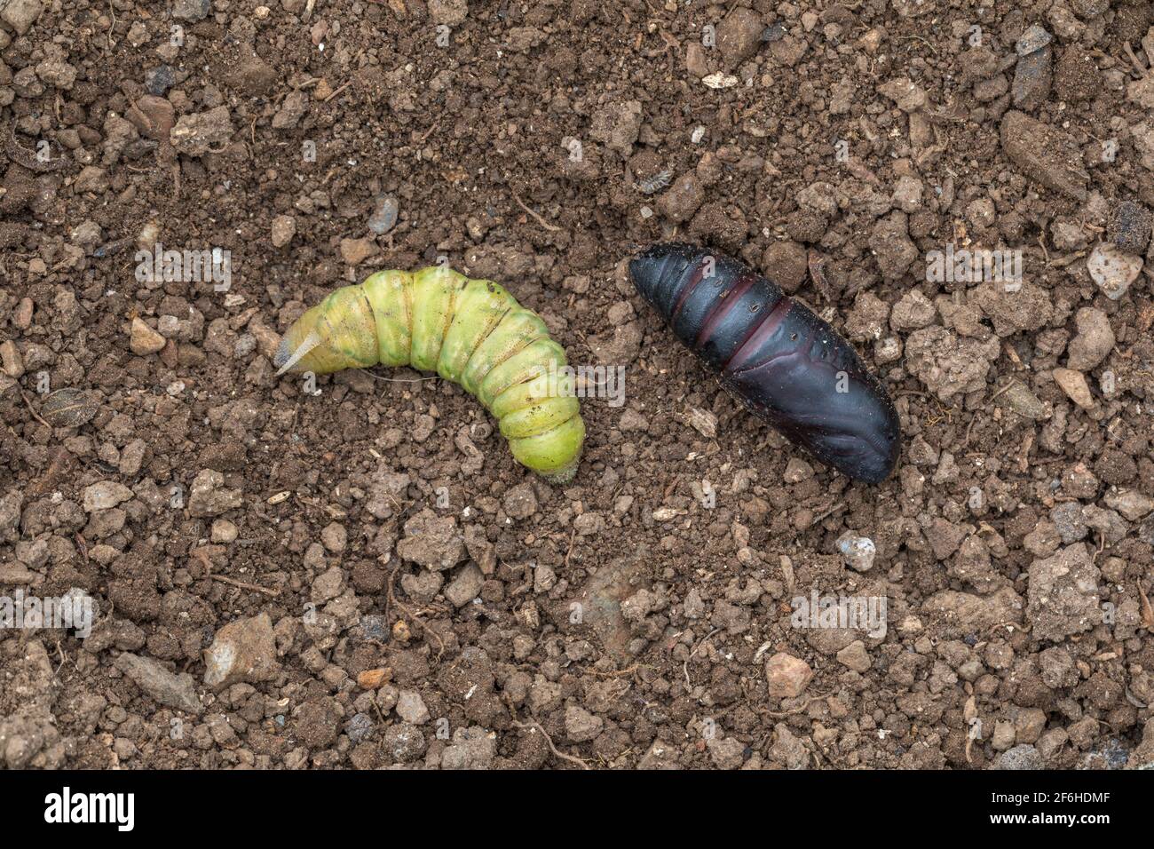 Eyed Hawk Moth Larva (Left) and Pupa (Right); Smerinthus ocellatus; UK Stock Photo