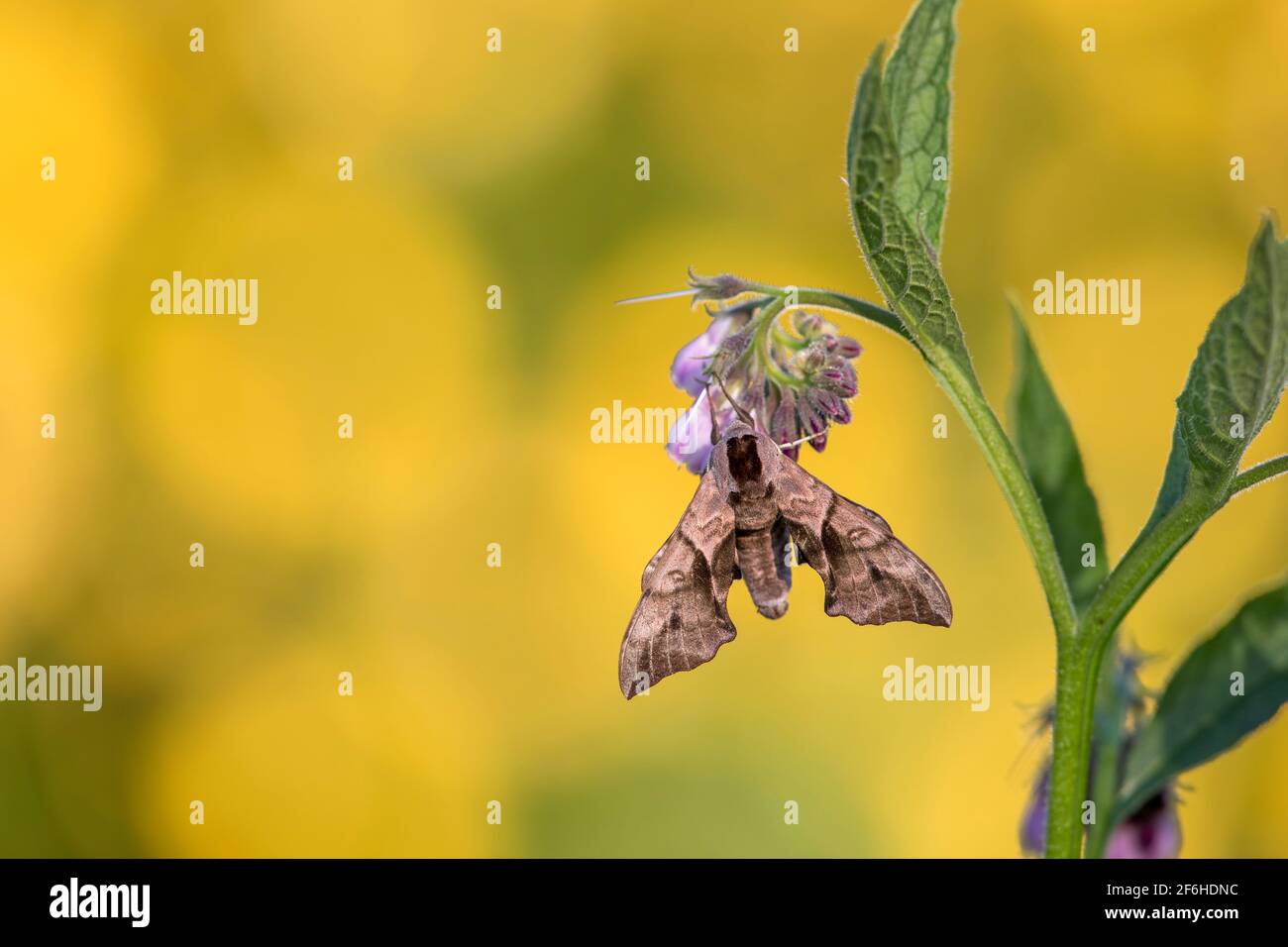 Eyed Hawk Moth; Smerinthus ocellatus; on Comfrey; UK Stock Photo