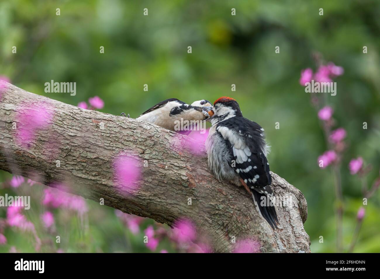 Great Spotted Woodpecker; Dendrocopos major; Female and Young; UK Stock Photo