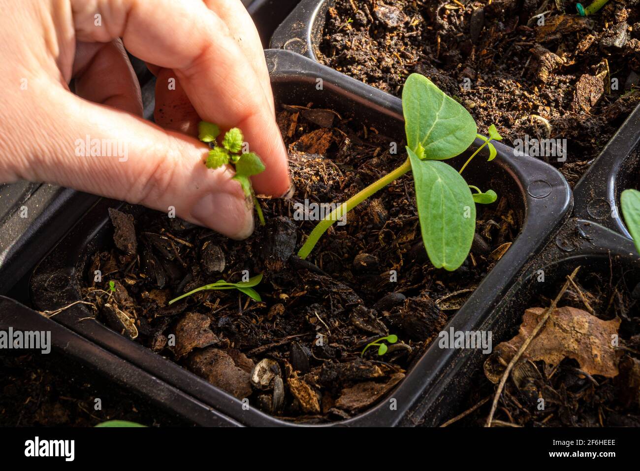 with seedlings of cucumbers in pots with potting soil, weeds have grown that are pulled out by a man's hand Stock Photo