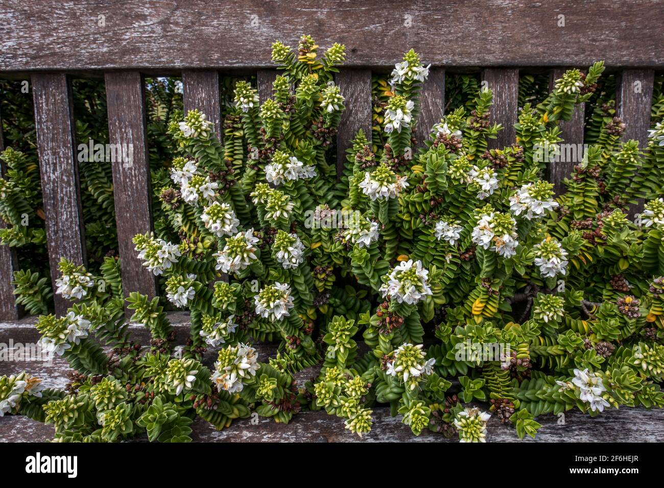Native Boxwood; Veronica elliptica; Flowering; Falklands Stock Photo