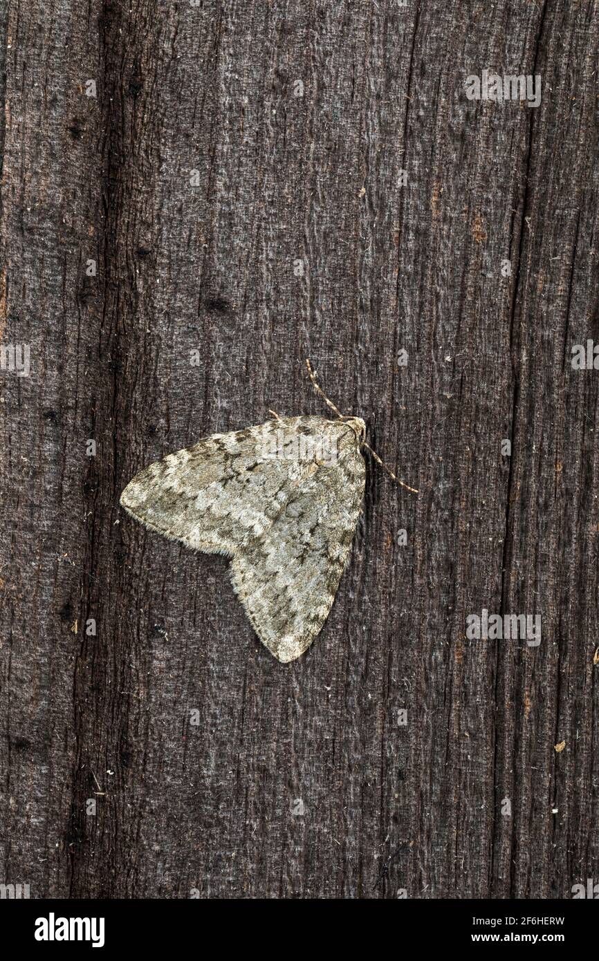 November Moth; Epirrita dilutata; UK Stock Photo