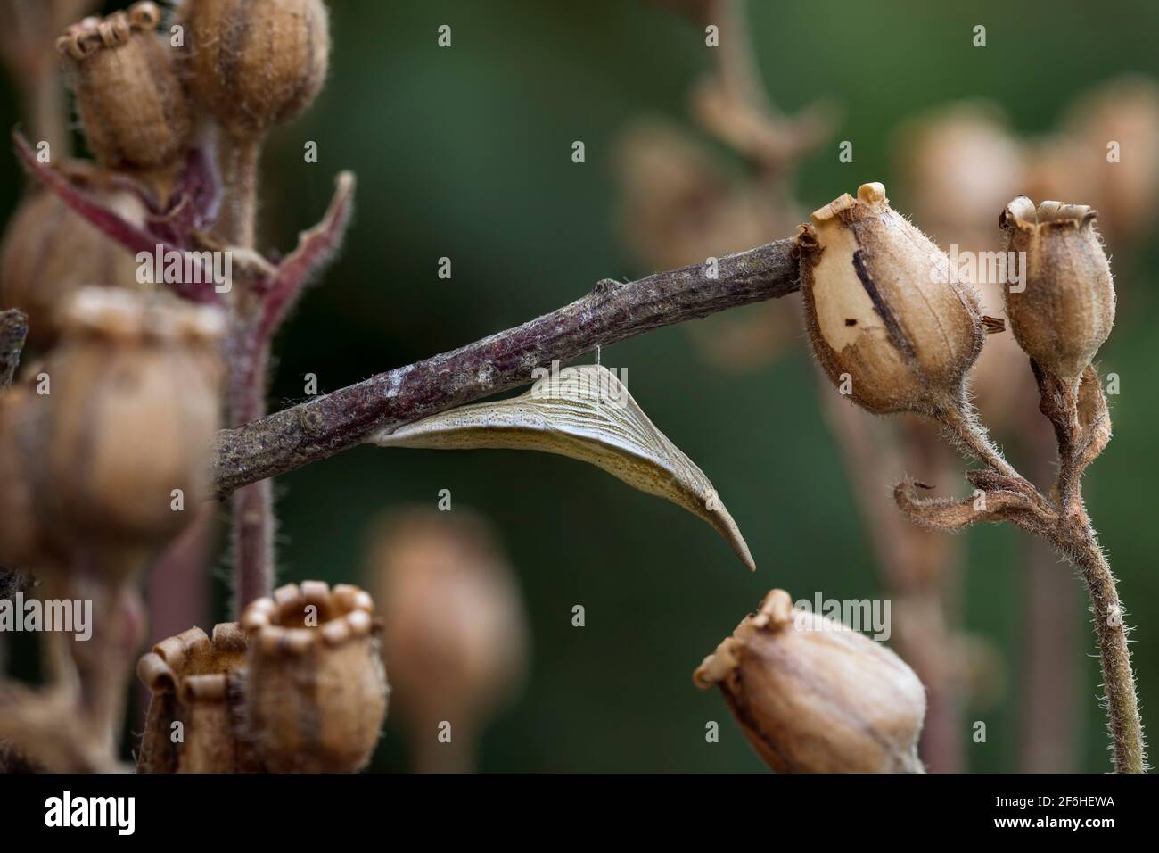 Butterfly chrysalis uk hires stock photography and images Alamy