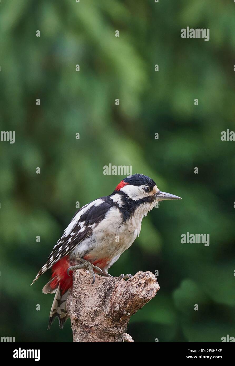 A single male Great Spotted Woodpecker (Dendrocopos Major) sitting on top of a large branch with a blurred green background Stock Photo