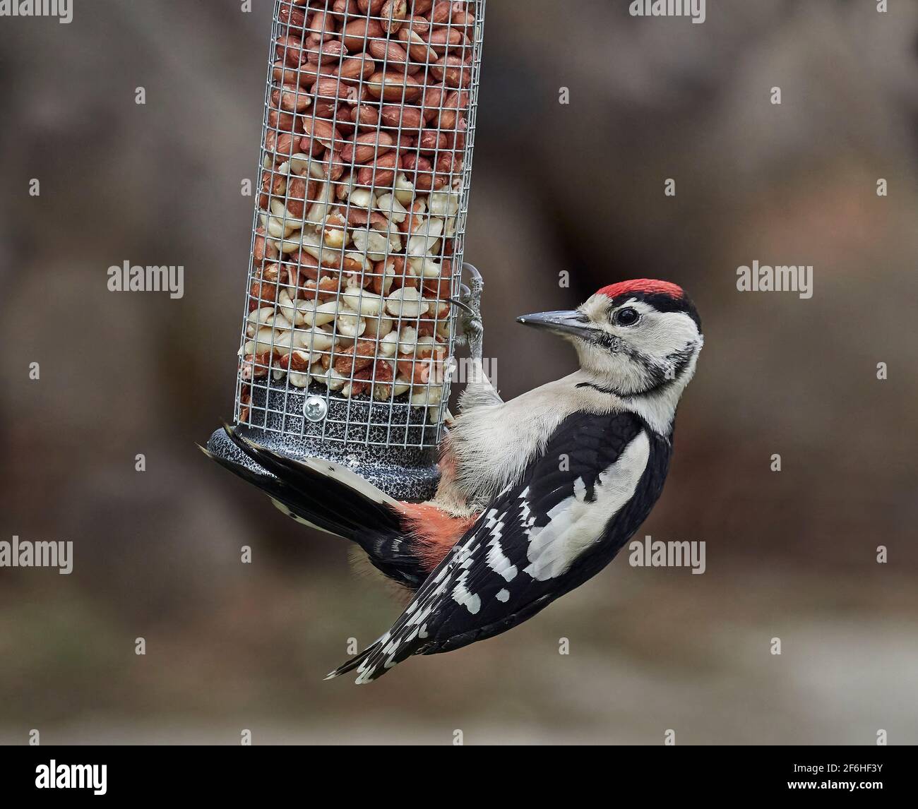 A single juvenile Great Spotted Woodpecker (Dendrocopos Major) hanging on to a bird feeder full of peanuts in a British garden. Stock Photo