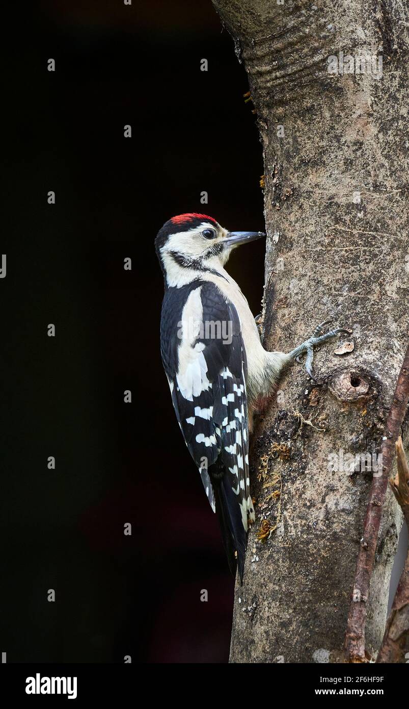 A portrait of a single juvenile Great Spotted Woodpecker (Dendrocopos Major) hanging on to the side of a tree finding food in a British garden. Stock Photo