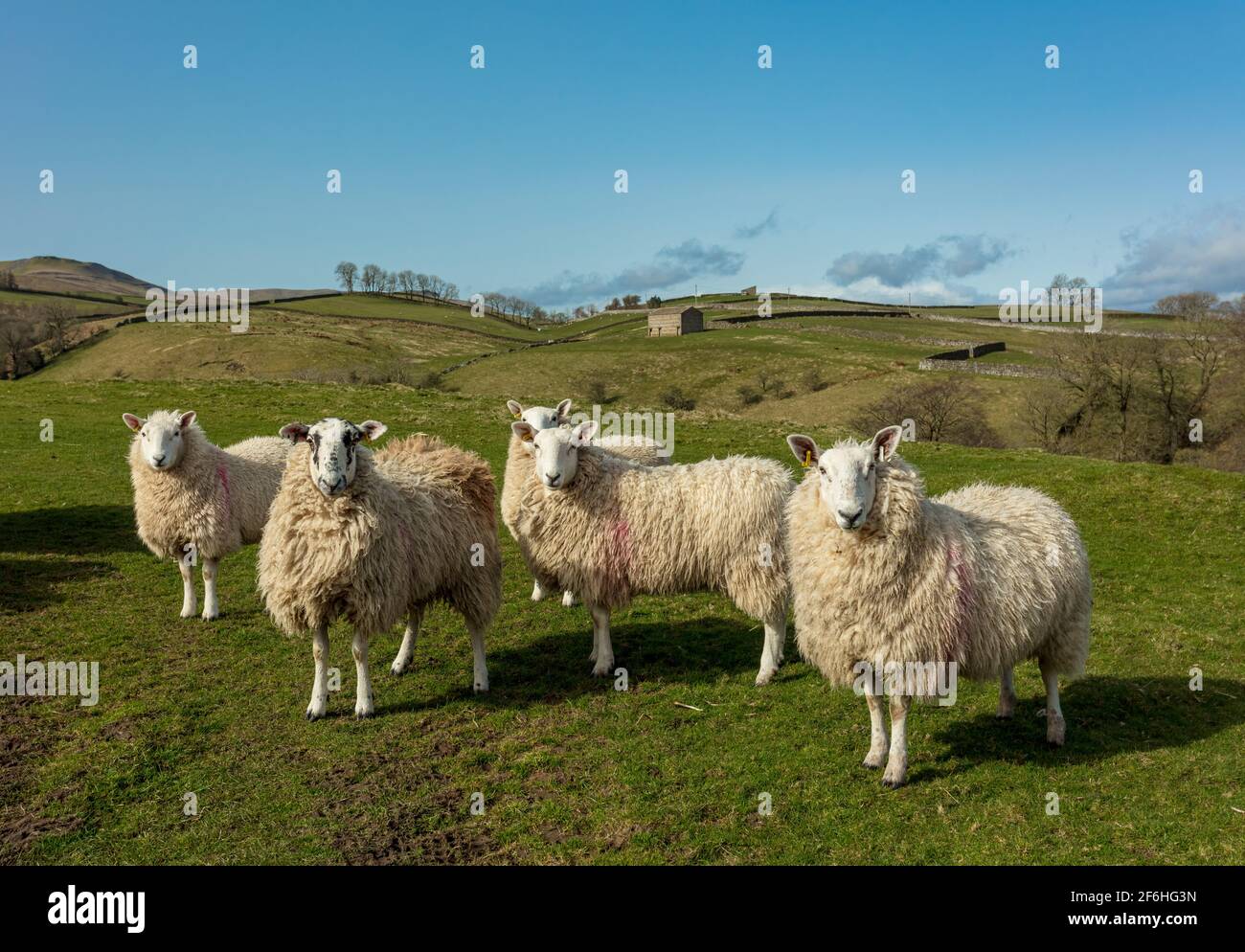 A flock of pregnant Cheviot Ewes in the Yorkshire Dales, UK.  Facing forward in green pastureland enclosed by traditional dry stone walling.  Springti Stock Photo