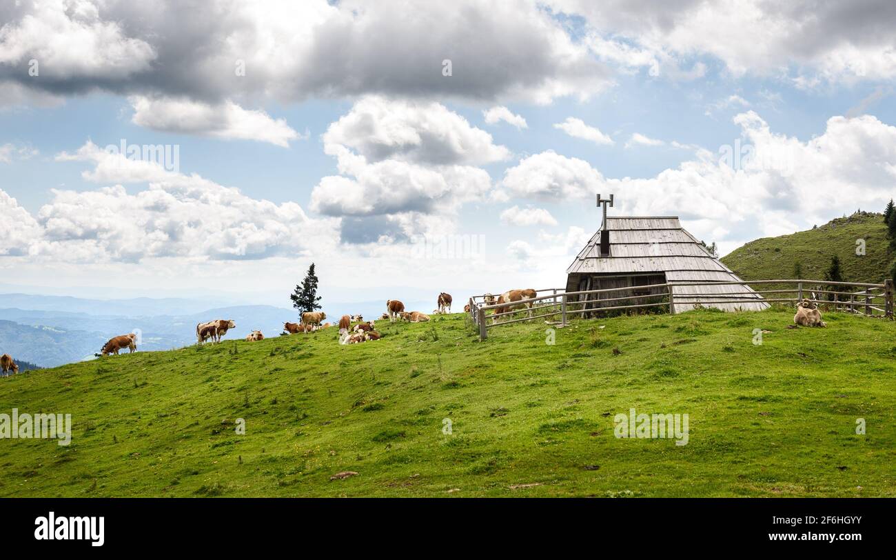 Free range herd cattle cows on high mountain green pasture. Organic breeding in the summer season in Velika Planina, Slovenia Stock Photo
