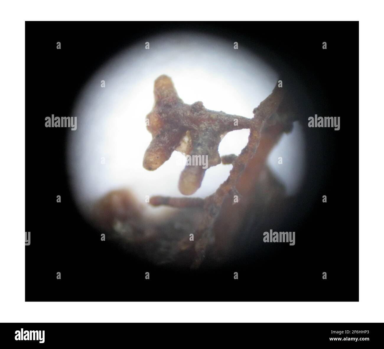 Truffles..... Through a microscope the roots of a young Oak tree shows