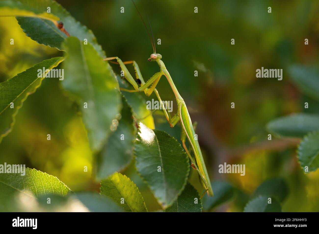 Green Praying Mantis on a leaf in a tree Stock Photo