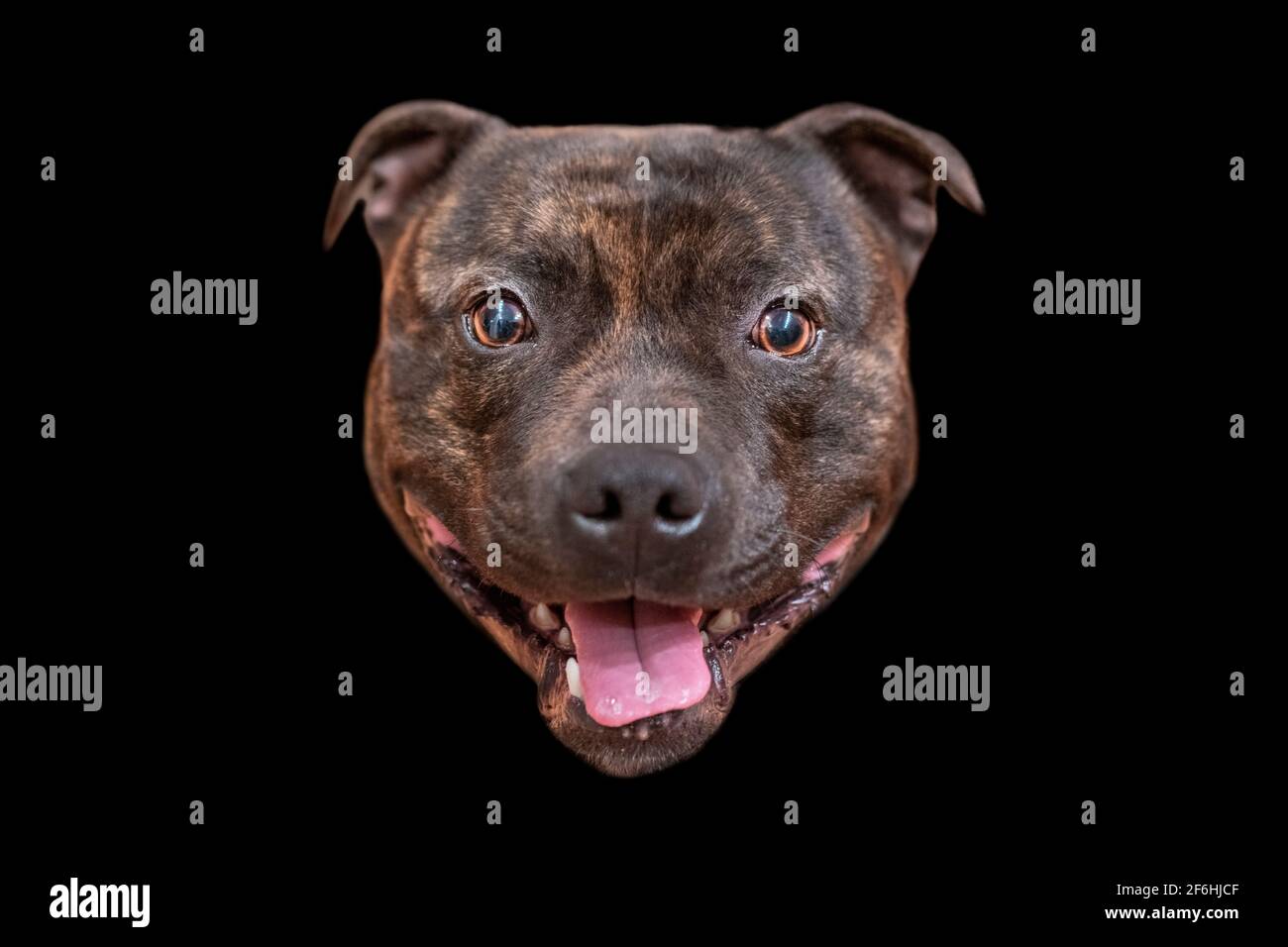 On a black isolated background the head of a staffordshire bull terrier dog Stock Photo