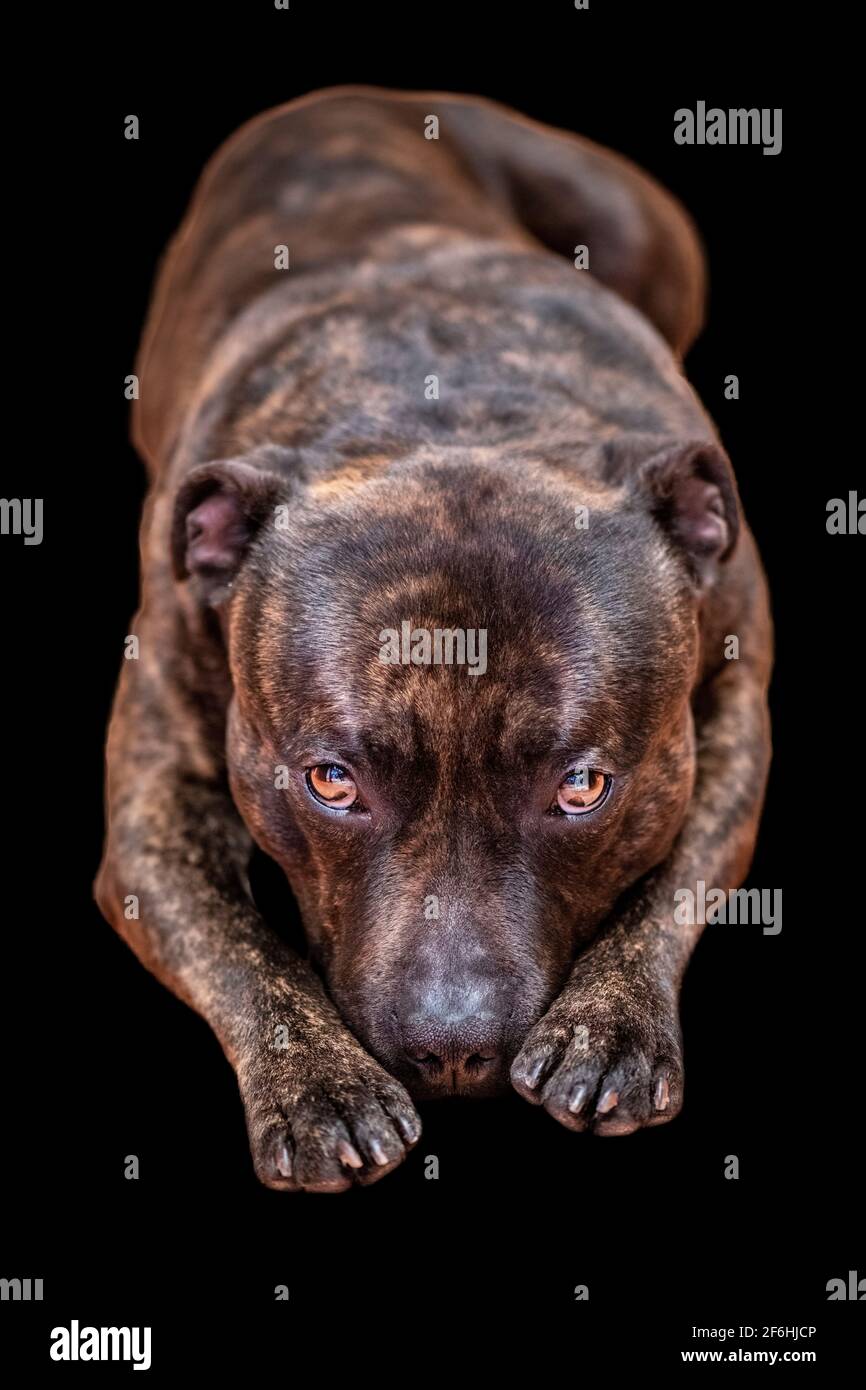 On a black isolated background lies a dog head forward breed staffordshire bull terrier Stock Photo