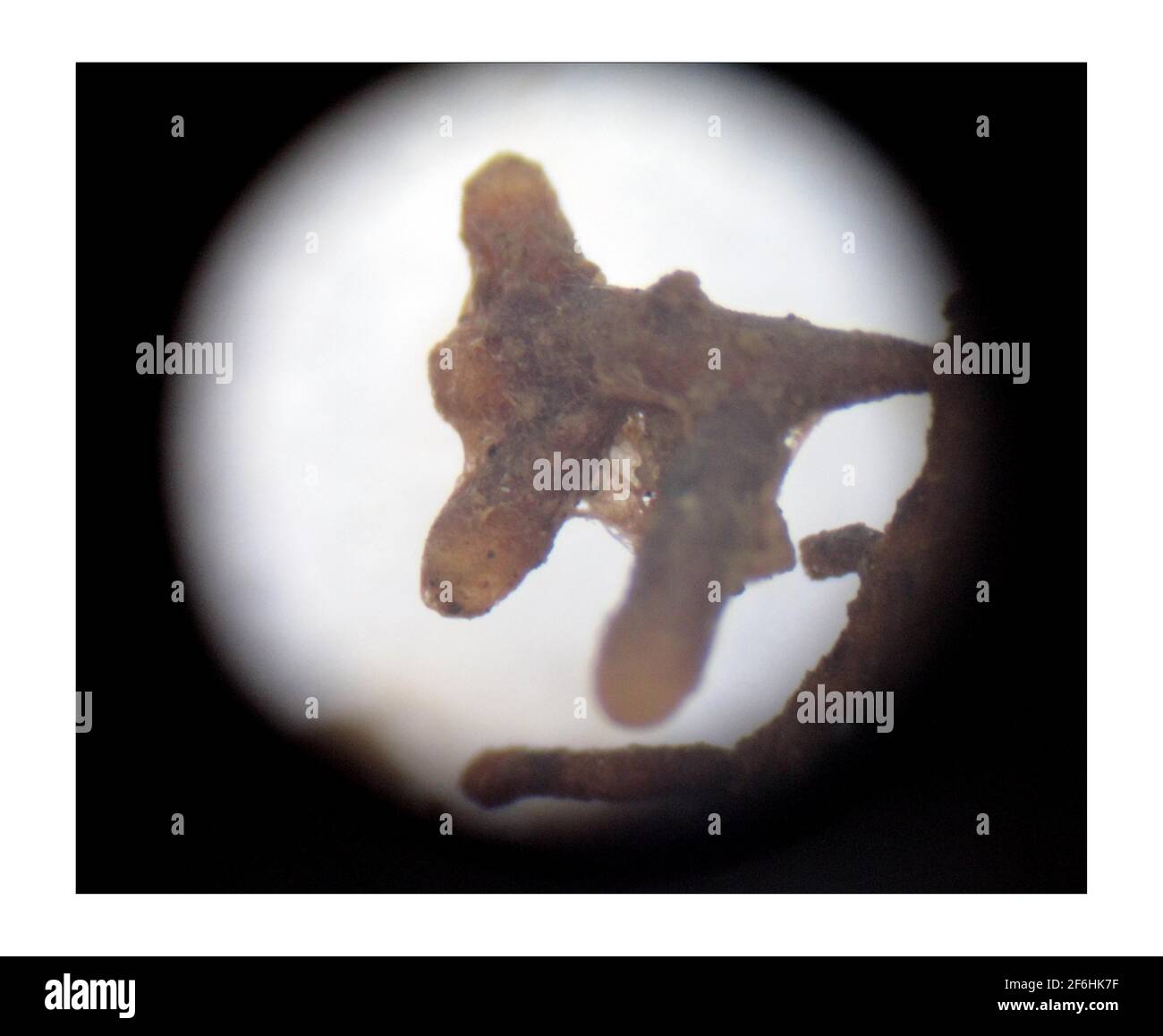 Truffles..... Through a microscope the roots of a young Oak tree shows