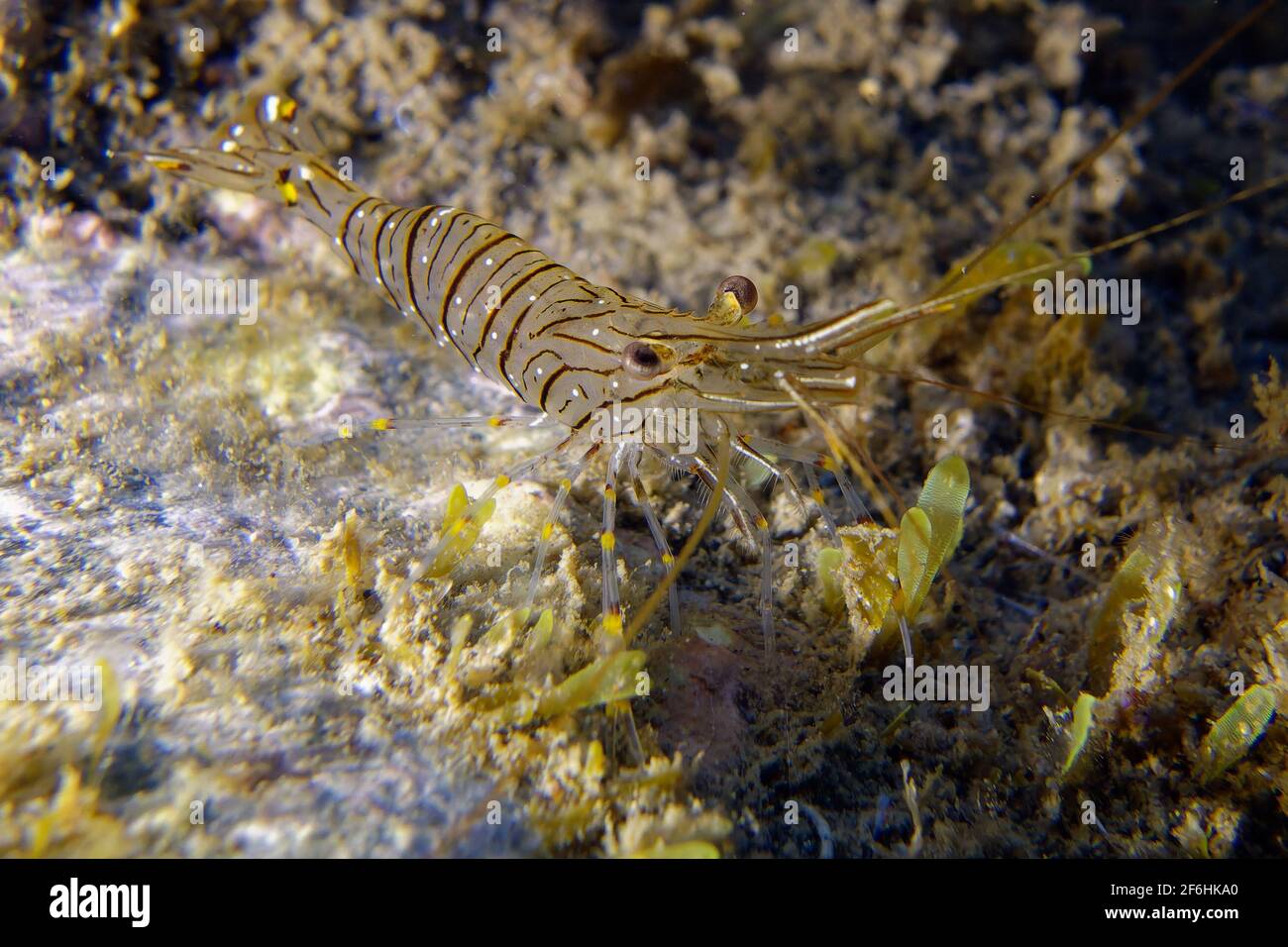 Common prawn or Glass prawn (Palaemon serratus) Stock Photo