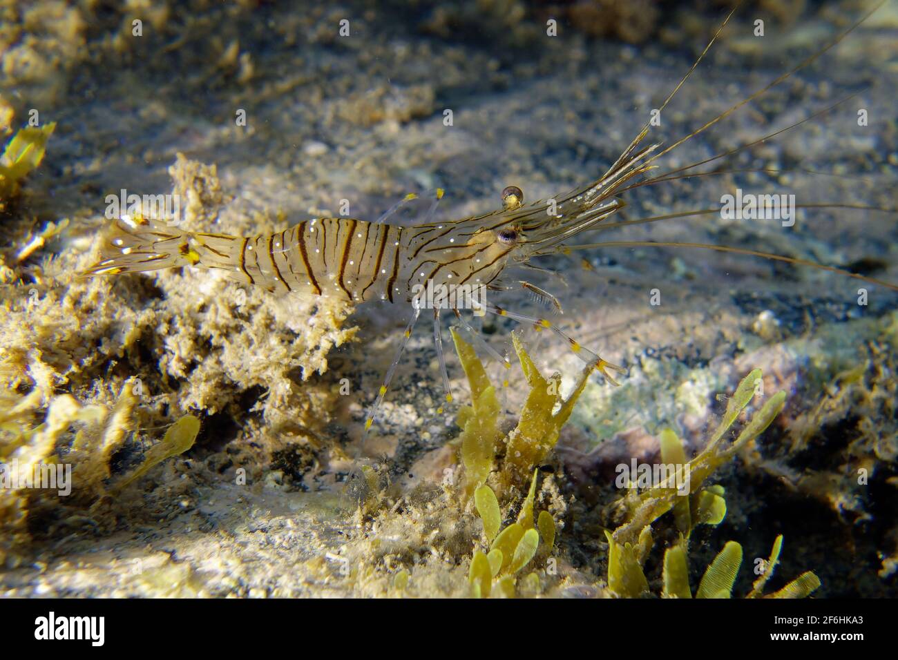 Common prawn or Glass prawn (Palaemon serratus) Stock Photo