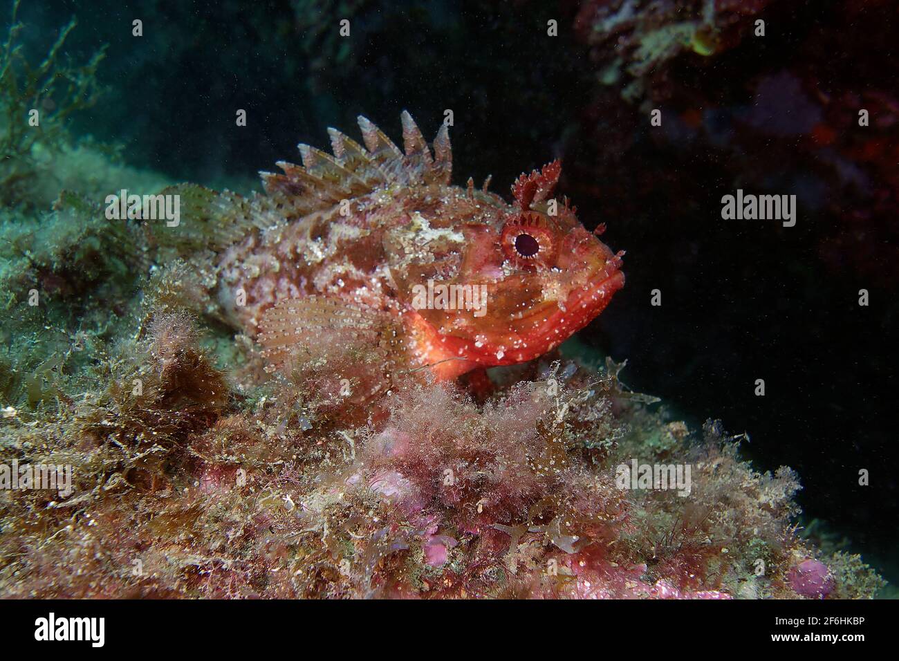 Black Scorpion fish Scorpaena Porcus Stock Photo Alamy