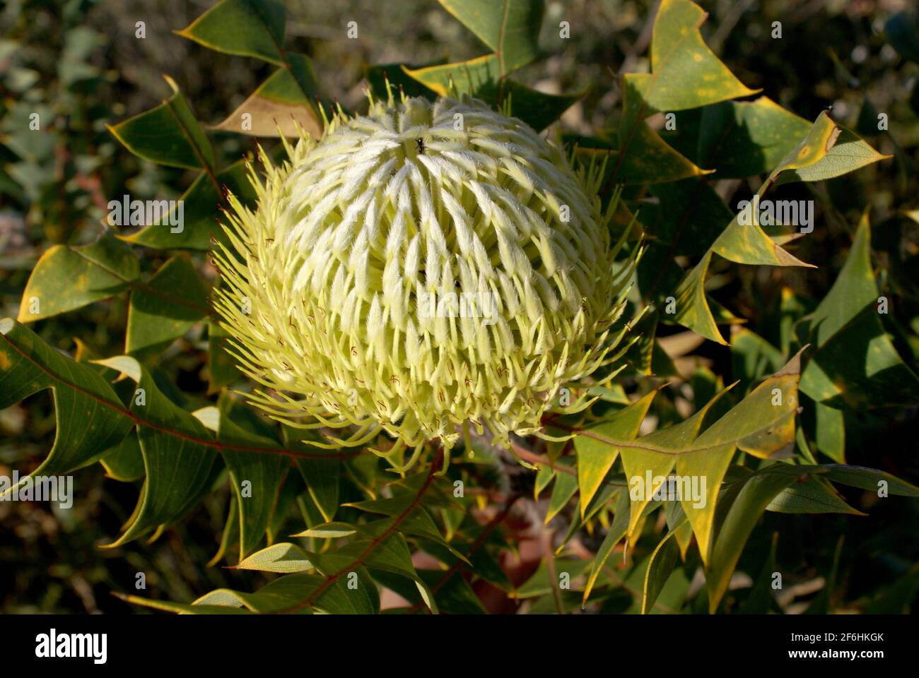 Lemon yellow dome shaped Banksia baxteri flower, Birds nest Banksia, Western Australia Stock Photo