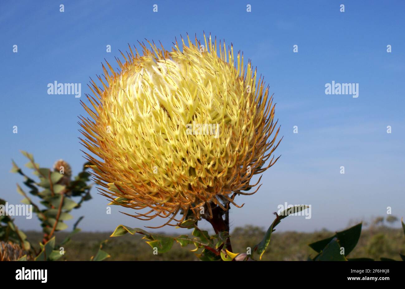Lemon-yellow spherical Banksia baxteri flower, Birds nest Banksia, Western Australia, lateral view Stock Photo