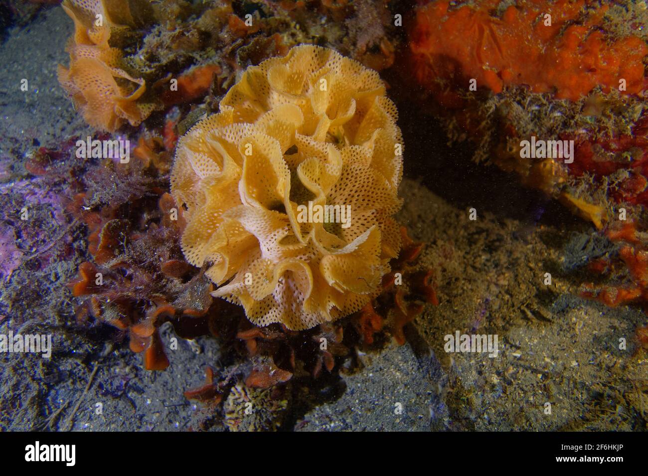 Neptune's lace  (Reteporella grimaldii) Stock Photo