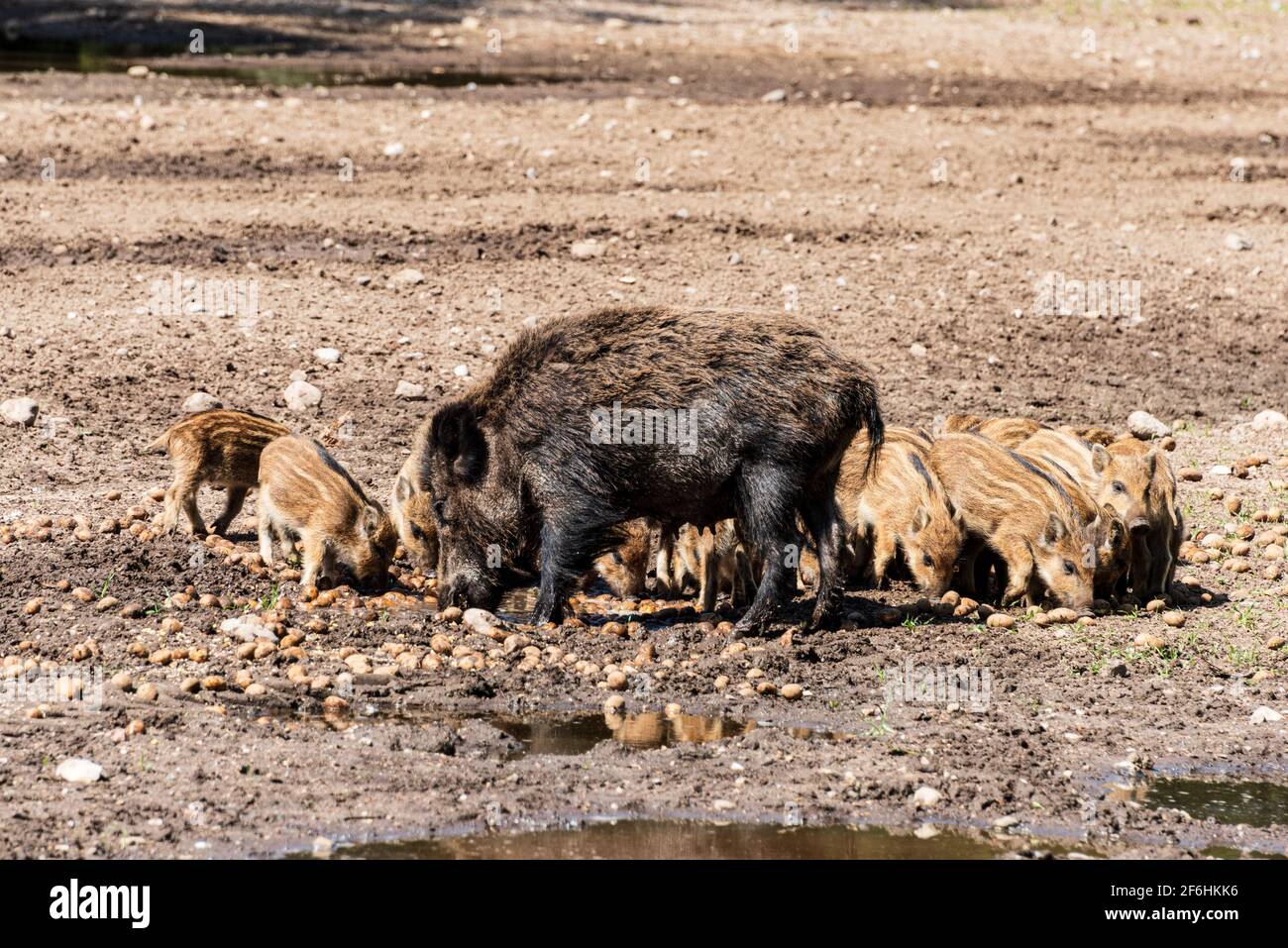 Der Erlebnis Wald Trappenkamp bietet auf mehr als 100 Hektar Wildgehege und Erlebnispfade ein einmaliges Naturerlebnis, hier eine Rotte Wildschweine Stock Photo