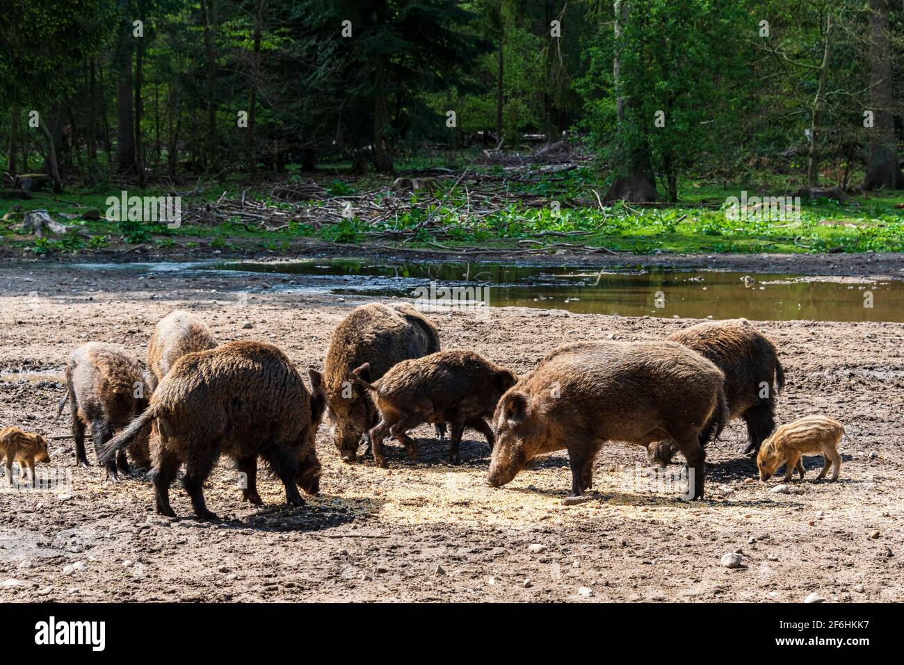 Der Erlebnis Wald Trappenkamp bietet auf mehr als 100 Hektar Wildgehege und Erlebnispfade ein einmaliges Naturerlebnis, hier eine Rotte Wildschweine Stock Photo