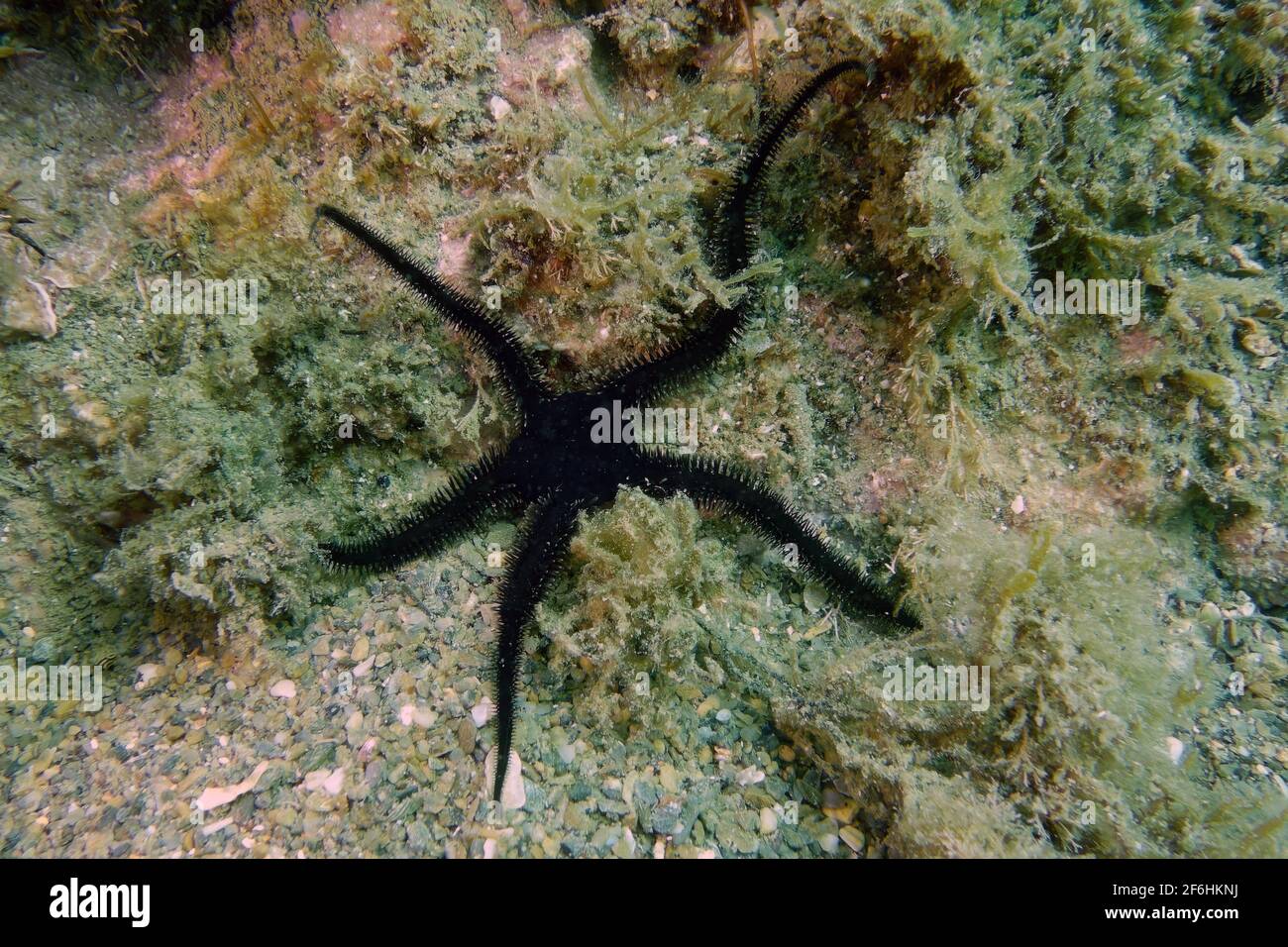 Black brittle-star or Black serpent star (Ophiocomina nigra) Stock Photo