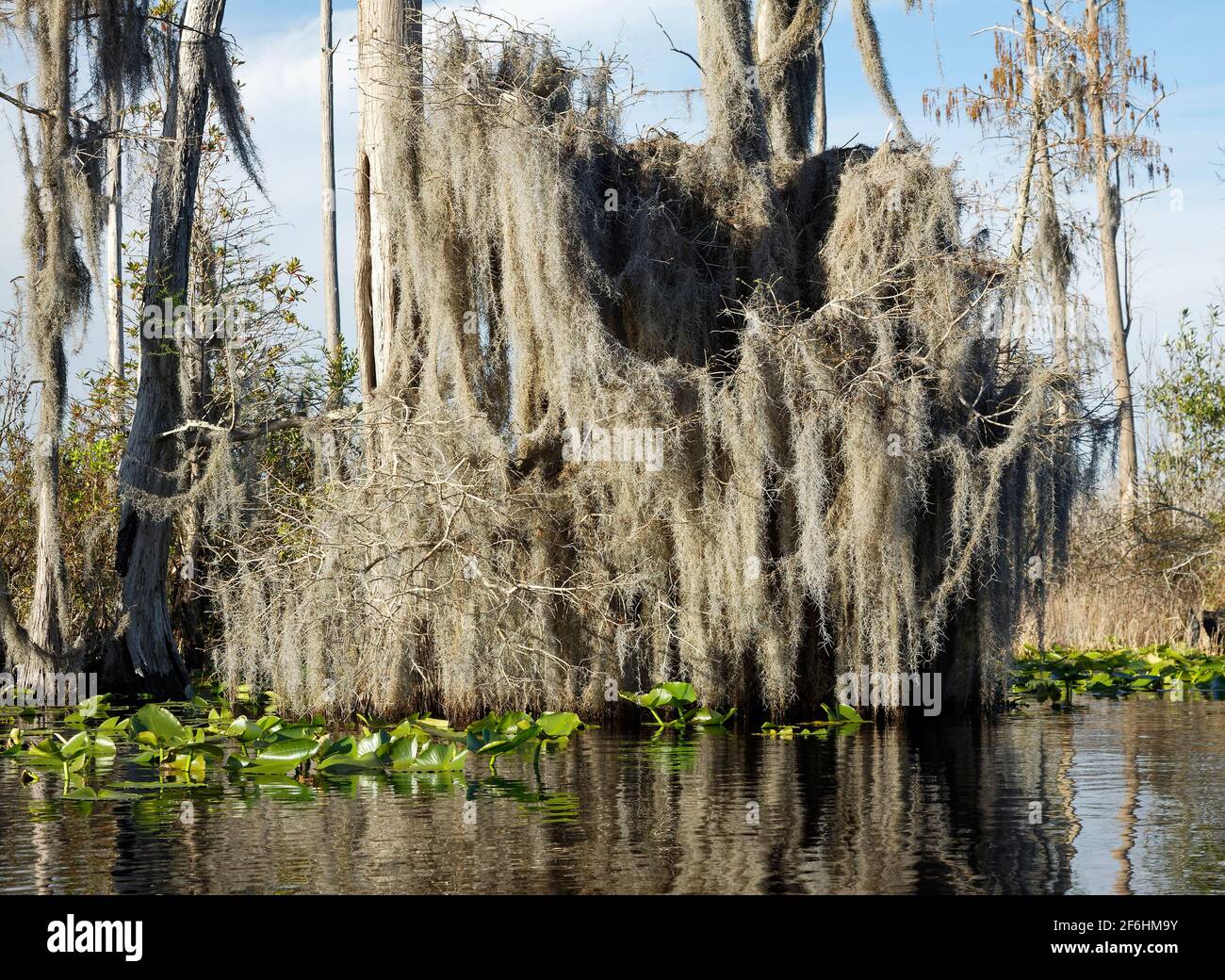 Spanish moss on trees, heavy draping, nature, rootless, bromeliad