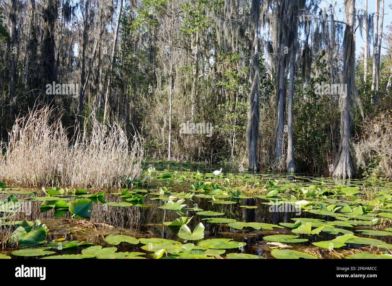 swamp scene, vegetation, trees, water, Spanish moss, nature, landscape