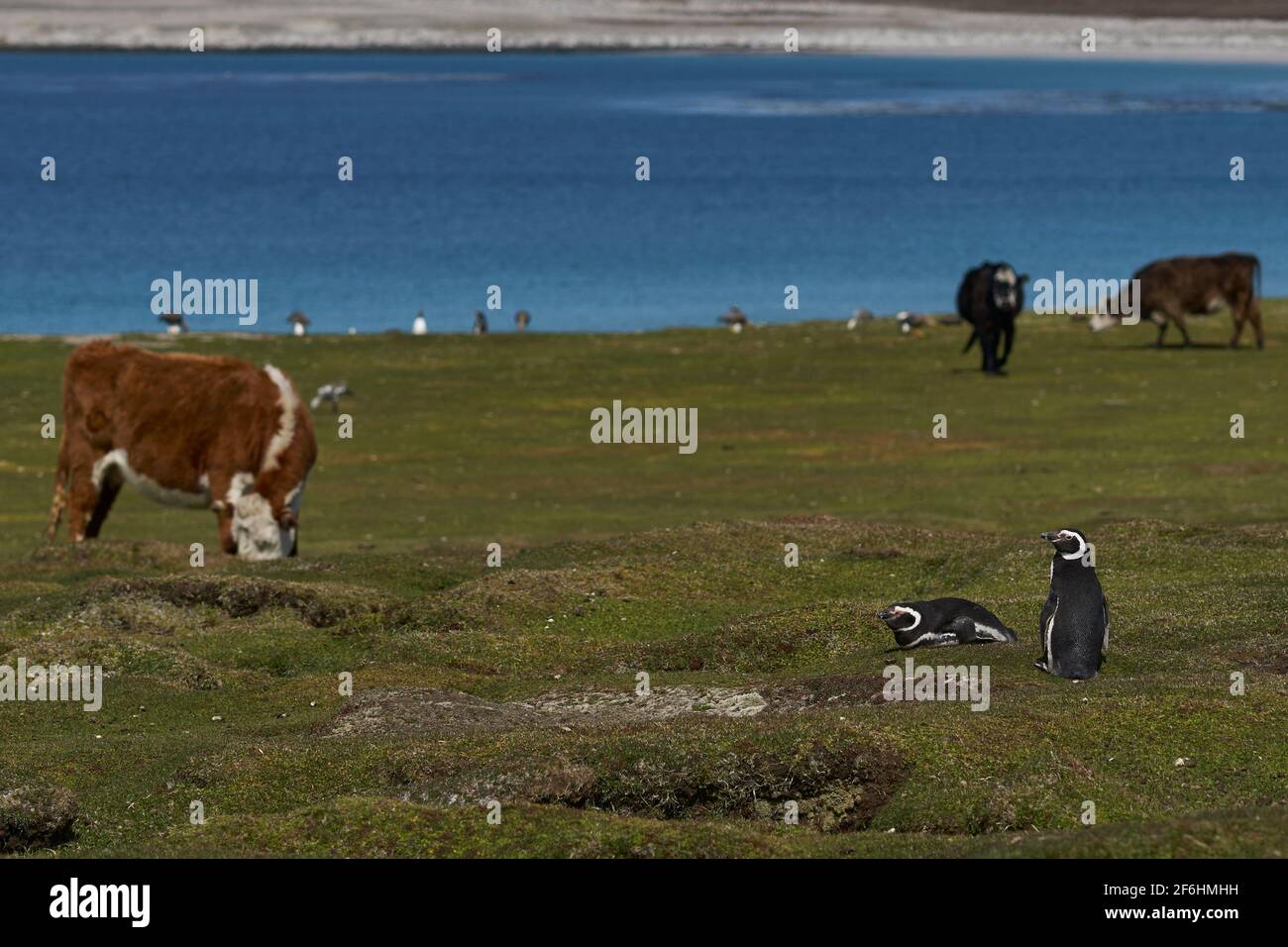 Magellanic penguins (Spheniscus magellanicus) nesting amongst grazing cattle on Bleaker Island in the Falkland Islands. Stock Photo