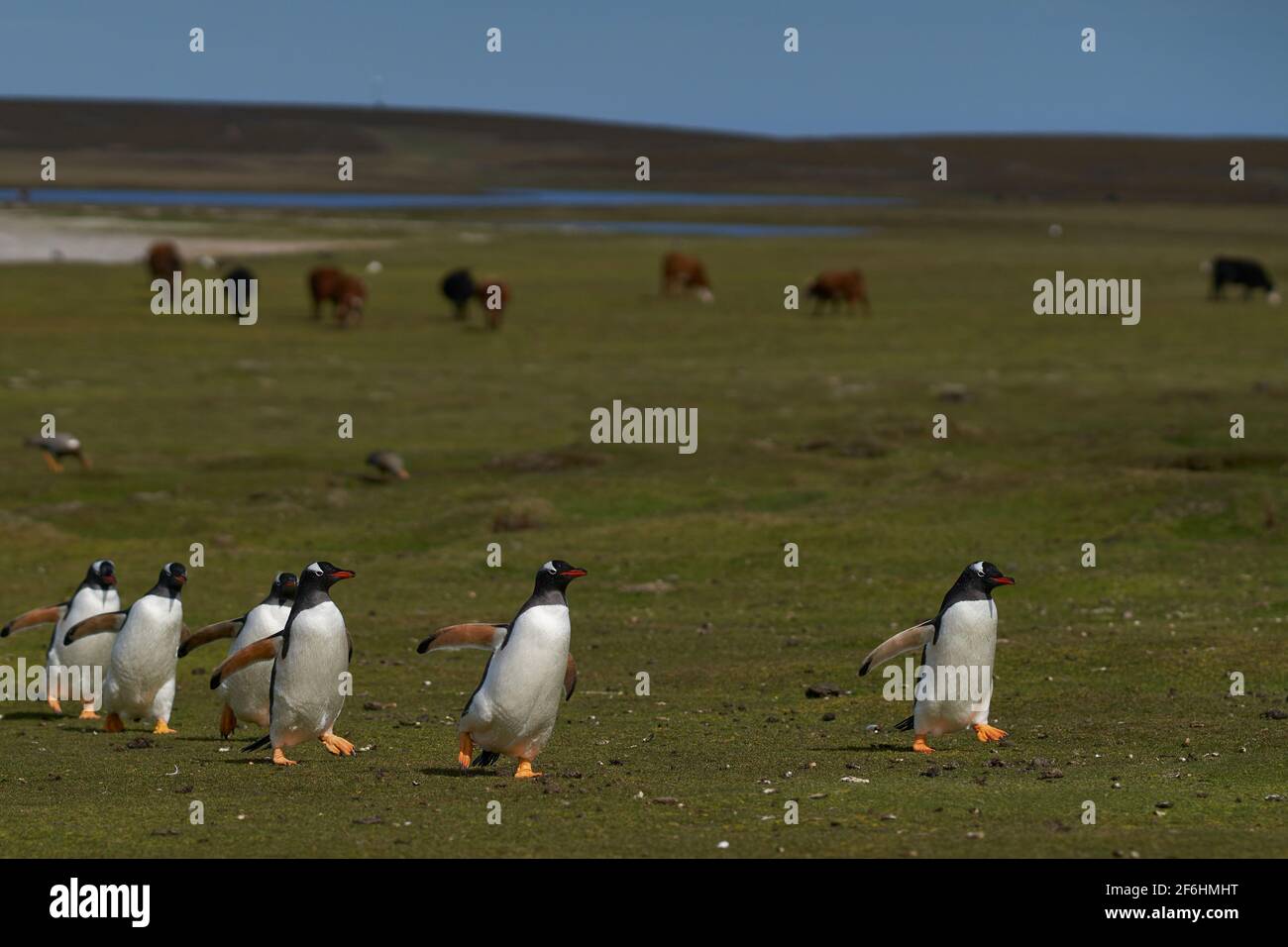 Gentoo Penguins (Pygoscelis papua) returning to the colony across grassland grazed by cattle on Bleaker Island in the Falkland Islands. Stock Photo