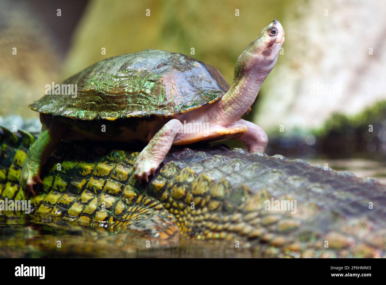 tortoise swiming on the back of crocodile Stock Photo