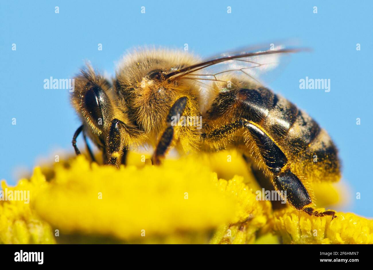 detail of honeybee Stock Photo
