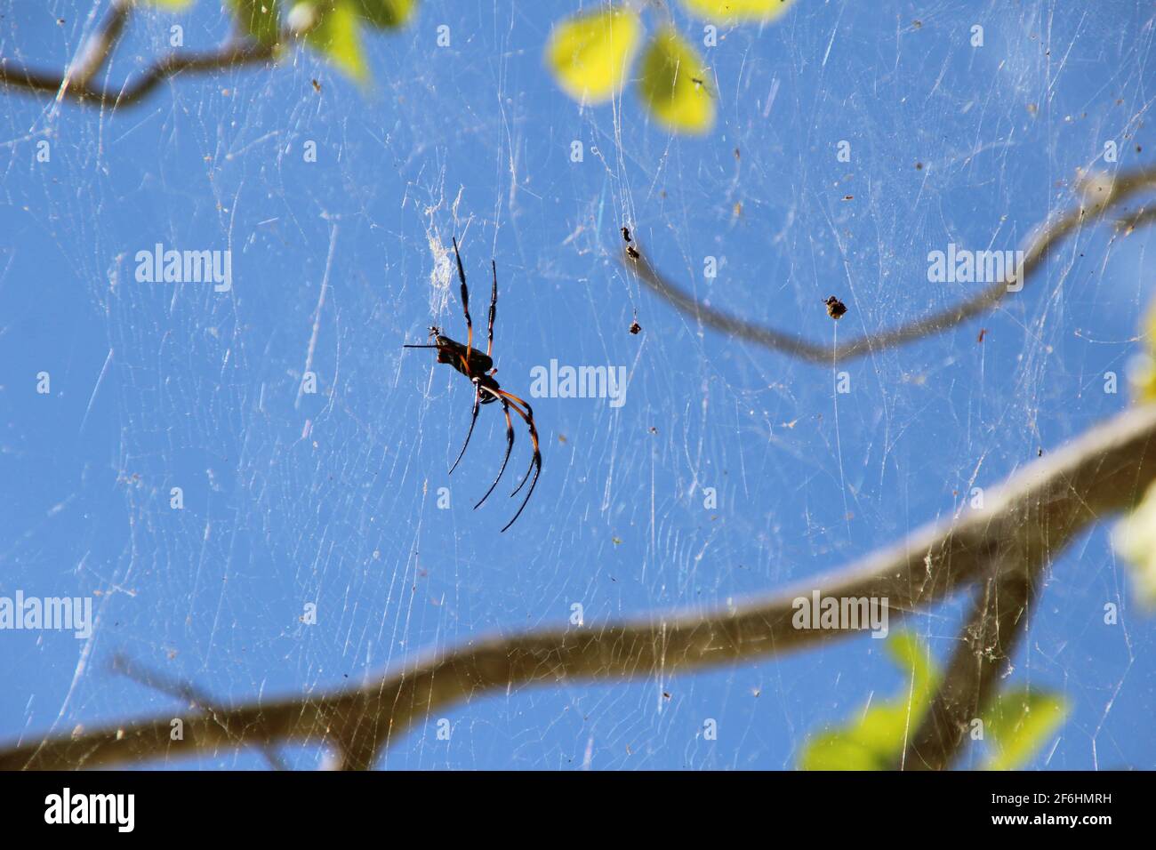 Spider in close up view with blue sky background (Asia) Stock Photo