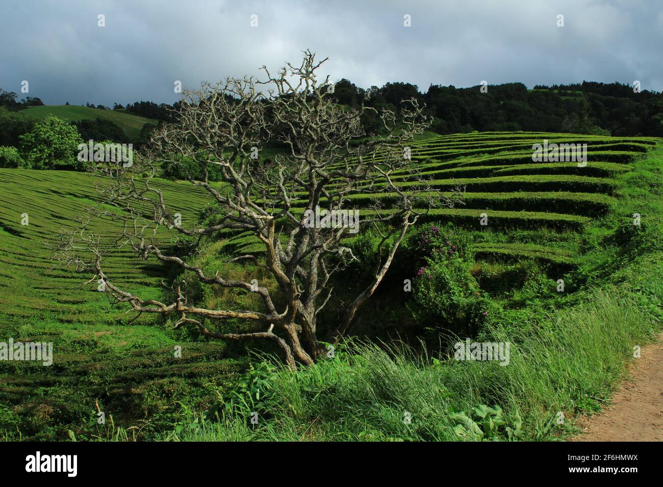 Gorreana tea plantation on Sao Miguel, Azores (Portugal) Stock Photo