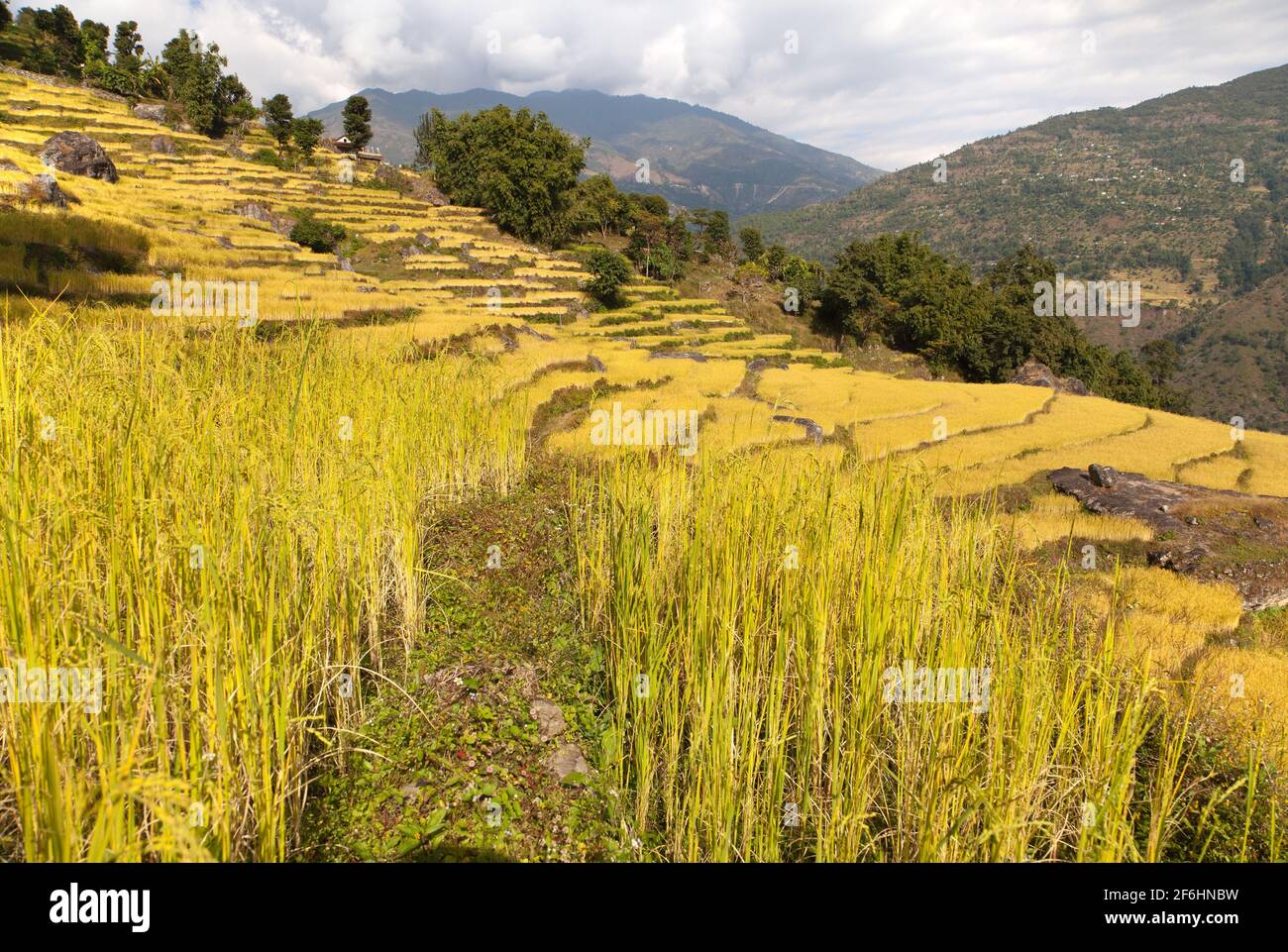 View of golden terraced rice field in Nepal Stock Photo Alamy
