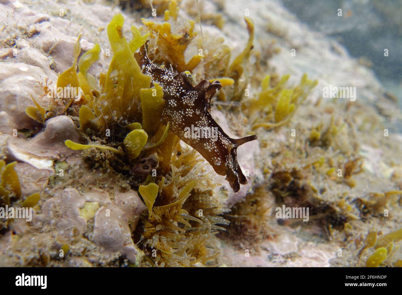 Dotted sea-hare (Aplysia punctata) Stock Photo