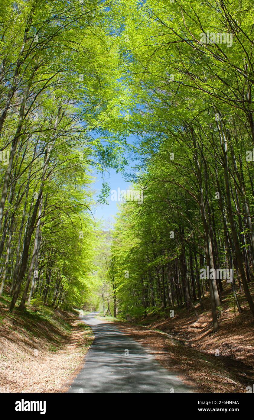 springy view of forest road and green forest Stock Photo - Alamy