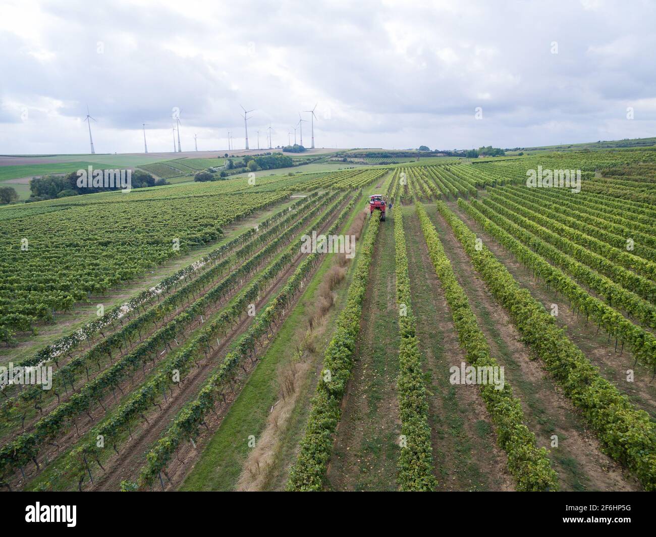Green vineyards in Rheinhessen with harvester in the distance at daylight at the harvest Stock Photo
