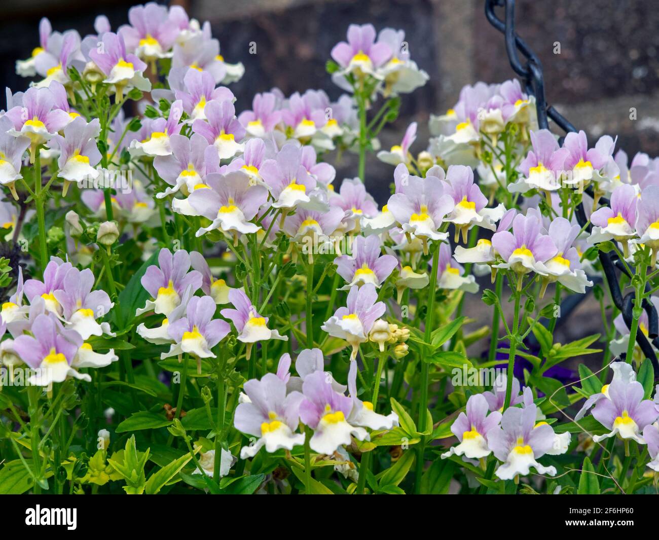 Pretty little Nemesia flowers, variety Easter Bonnet Stock Photo