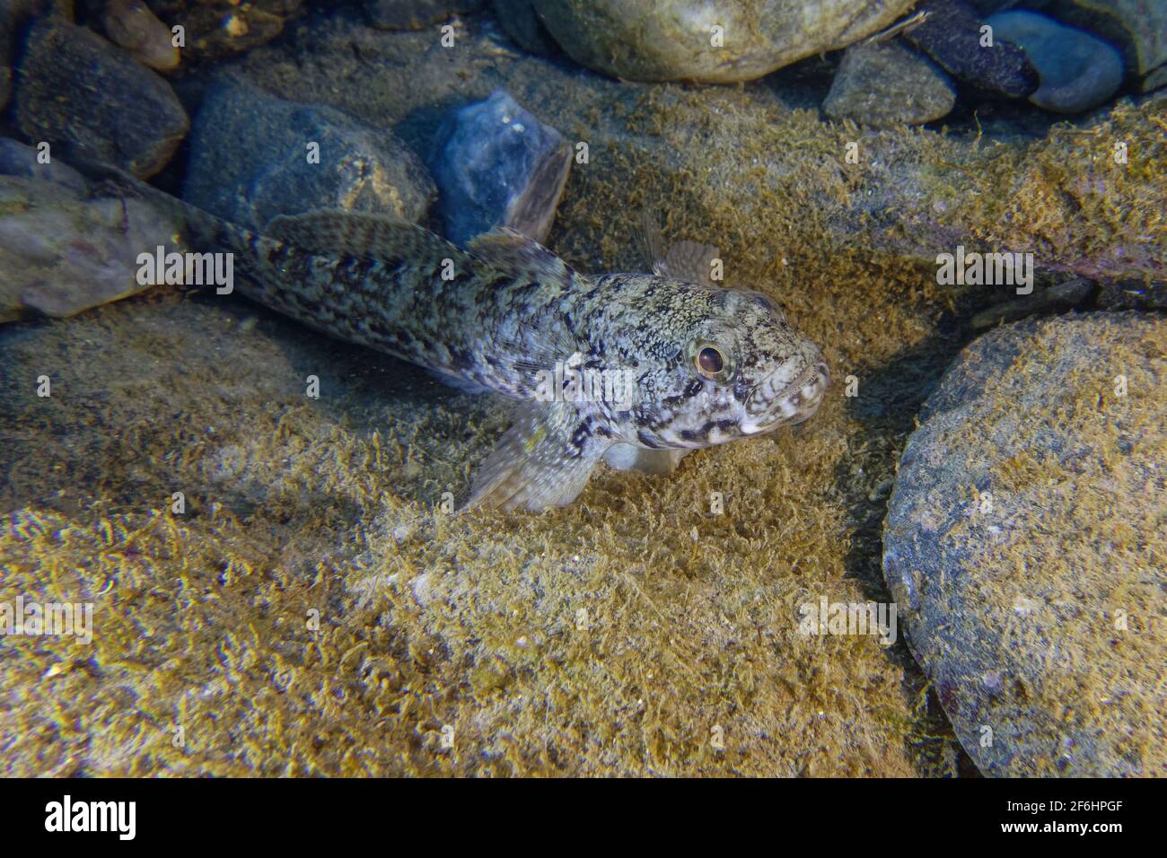 Rock goby (Gobius paganellus) in Mediterranean Sea Stock Photo