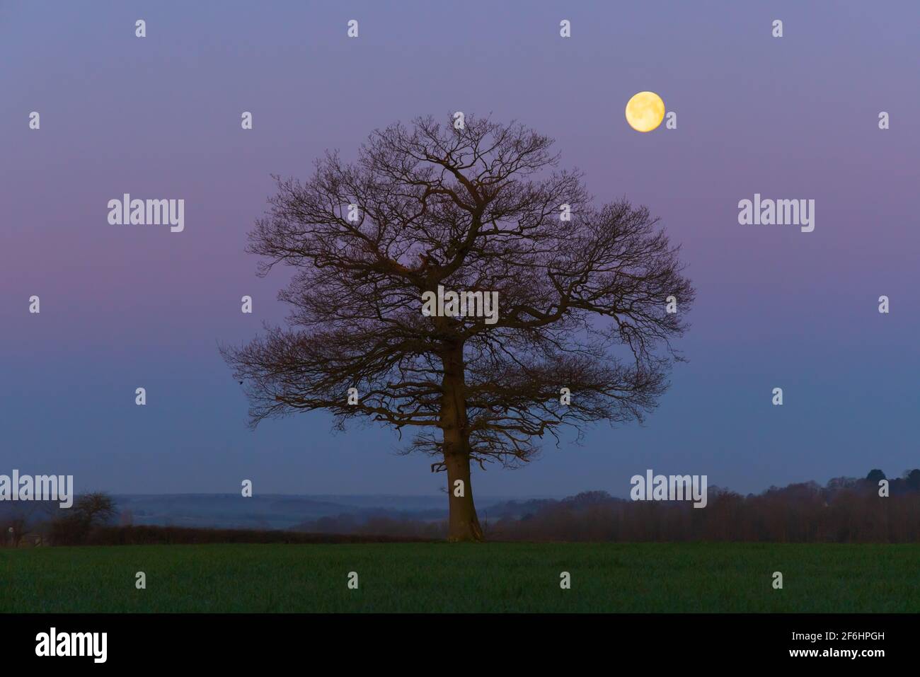 Solitary oak tree in a field in early spring at twilight, with the moon in the background. Hertfordshire. UK Stock Photo