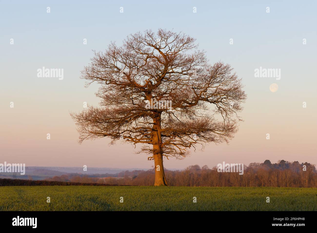 Solitary oak tree in a field at sunrise on a cold spring morning with a clear blue sky and the moon in the background. Much Hadham, Hertfordshire, UK. Stock Photo