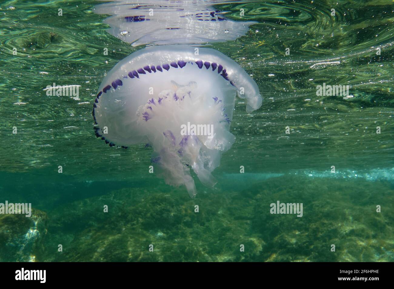 Rhizostome, Marigold or Dustbin-lid jellyfish (Rhizostoma pulmo) Stock Photo