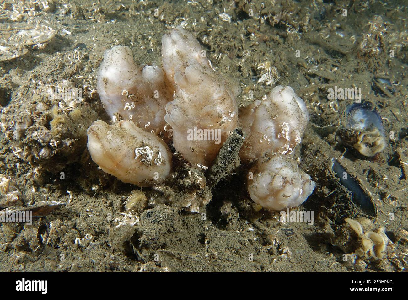 Pleated Sea Squirt (Styela plicata) Stock Photo
