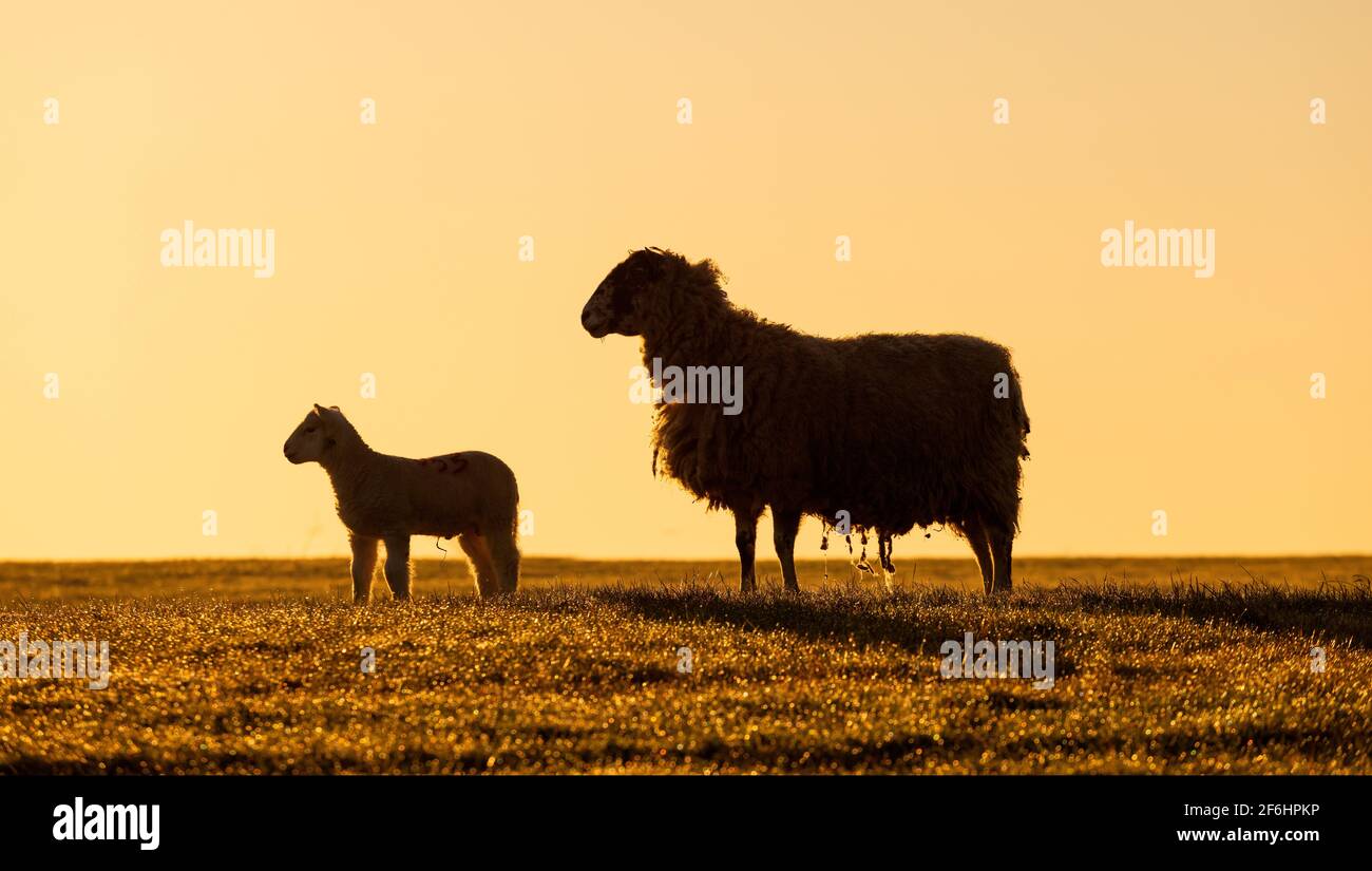 Mother Ewe Sheep with a young lamb in a field silhouetted in the early morning light. Hertfordshire. UK Stock Photo
