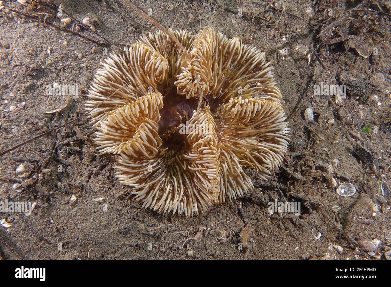 Daisy anemone (Cereus pedunculatus) Stock Photo