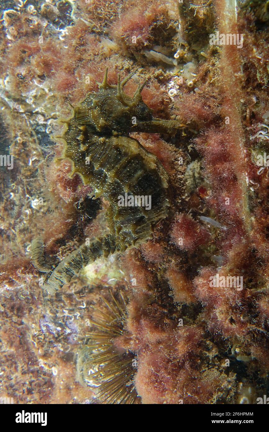 Long-snouted seahorse or Spiny seahorse (Hippocampus guttulatus) Stock Photo