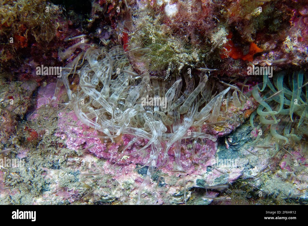 Trumpet anemone (Aiptasia mutabilis) Stock Photo